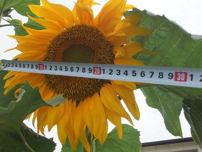 6/20 ひまわり