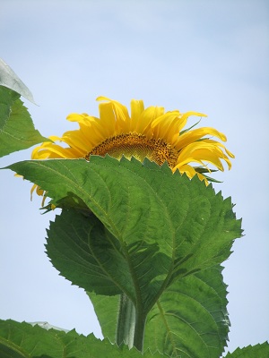 ひまわりが見えない