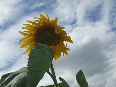 6/28のひまわり
