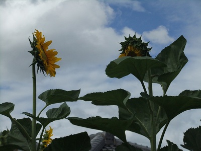 6/20のひまわり②