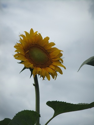 6/20のひまわり③