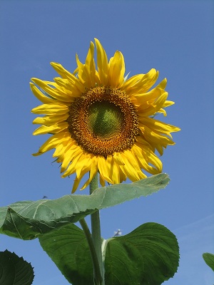 青空とひまわり①