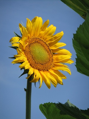 青空とひまわり②