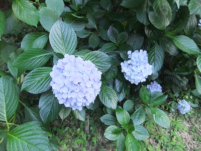 岩船寺の紫陽花