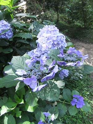 岩船寺の紫陽花