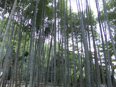 高台寺　竹林