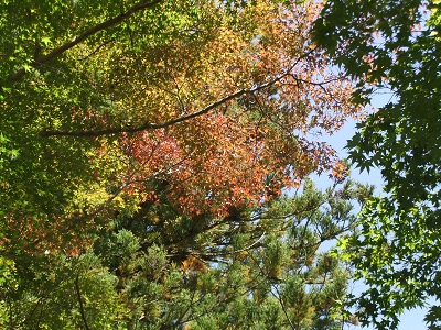 観心寺　紅葉
