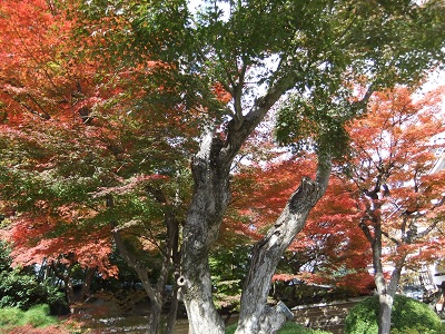 高台寺・山門横