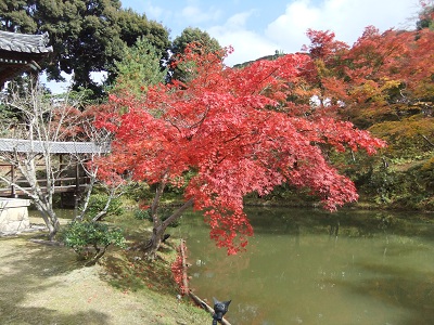 開山堂前の紅葉
