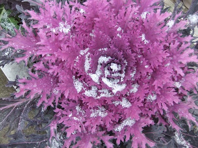 雪化粧の葉牡丹