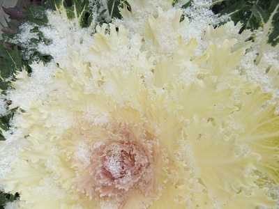 雪化粧の葉牡丹