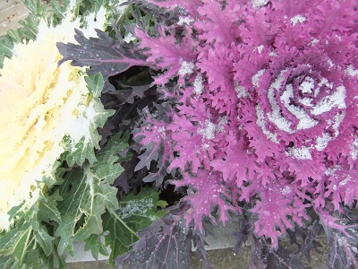 雪化粧の葉牡丹