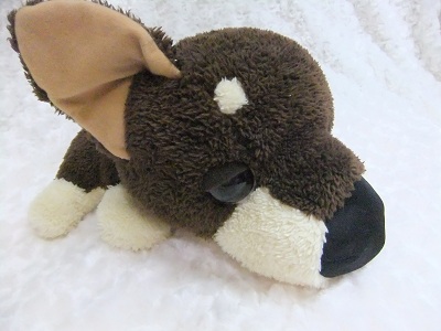 THE　DOG　チワワ