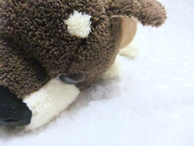 THE　DOG　チワワ