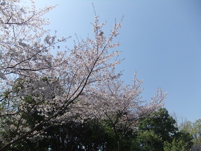 公園の桜