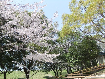 公園の桜