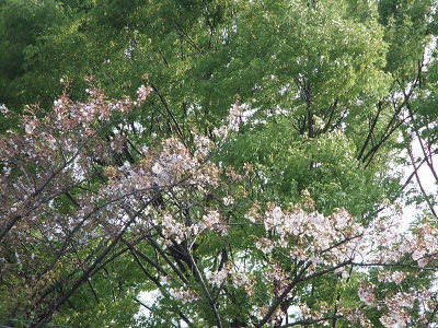葉桜