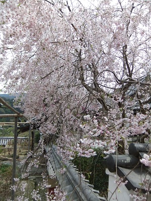 長谷寺 枝垂桜