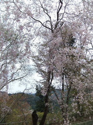 長谷寺　枝垂桜