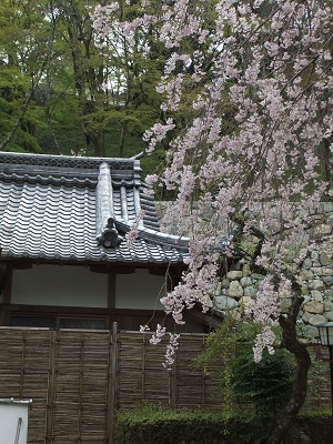 長谷寺　枝垂桜