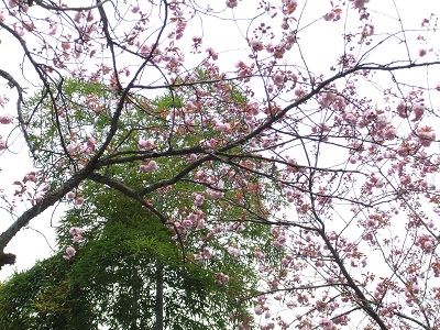 長谷寺　八重桜