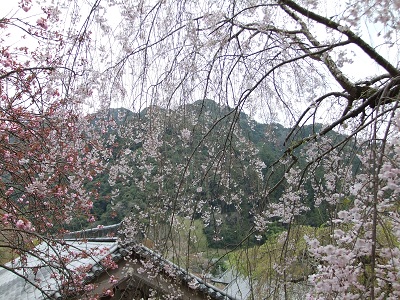長谷寺　枝垂桜と八重桜