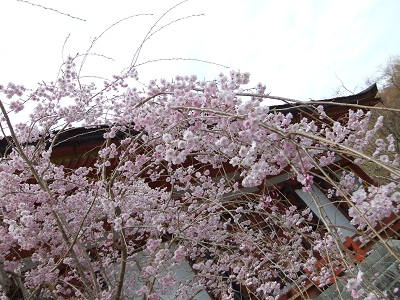 談山神社　桜