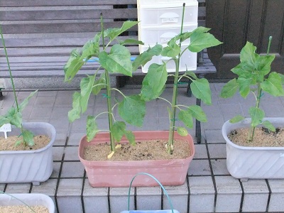 ひまわりちゃん