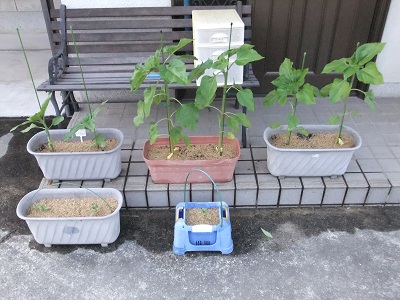 ひまわりちゃん