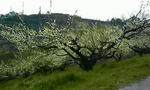 P1000053.JPG