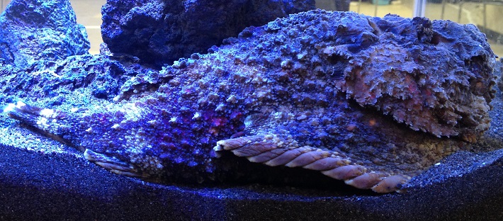 素潜り海水魚採集のいろいろ 注意すべき生物 うみのおさかなのいろいろ 東上本出の日記