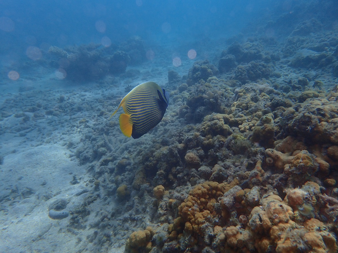 海水魚採集 in小笠原諸島父島 2014年10月(小笠原諸島遠征3日目 海水魚採集 in小笠原諸島父島 2014年10月(小笠原諸島遠征3日目