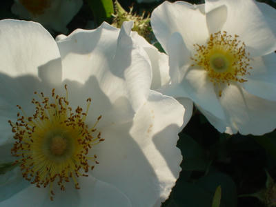 DSC00053.JPG