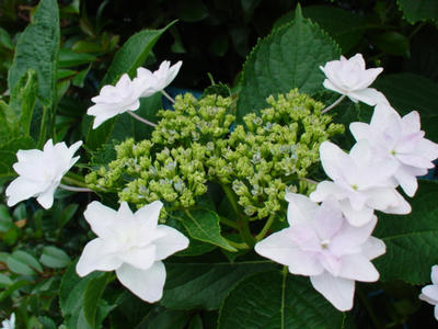 DSC00088.JPG