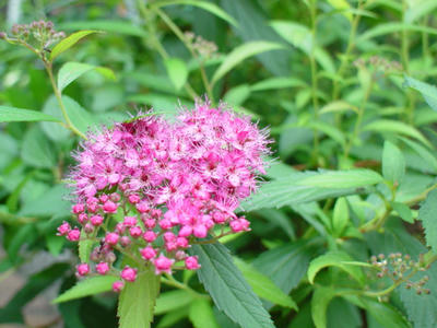 DSC00067.JPG