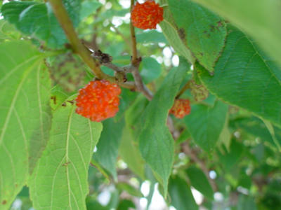 DSC00126.JPG