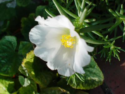 DSC00130.JPG