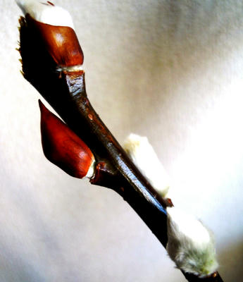 DSCN1906.JPG