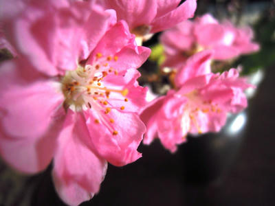DSCN4275.JPG
