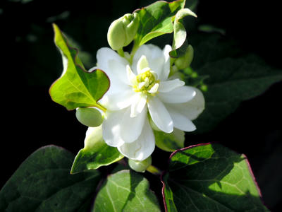DSCN7732.JPG
