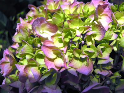 DSCN7744.JPG