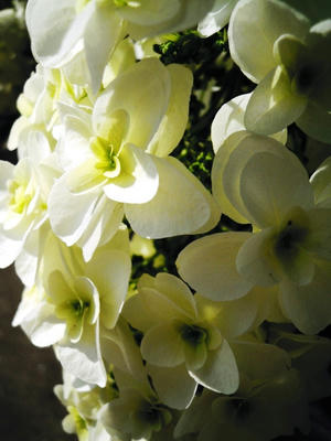 DSCN7877.JPG