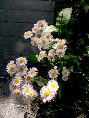 DSCN4270-2.jpg