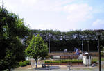 hatakega1.JPG
