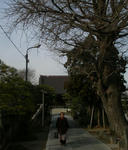 イチョウの木は葉っぱの衣を全部落として寒そうに見えます。