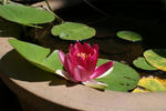 二つ目の睡蓮～＾＾