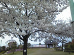 寅さん記念館の上です