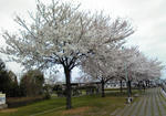 満開の桜たち、みごとです！