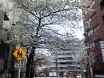 東京駅前、八重洲から延々と続く桜並木！