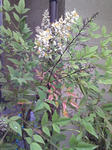 南天の花